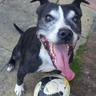 Harvey the Staffordshire bull terrier 