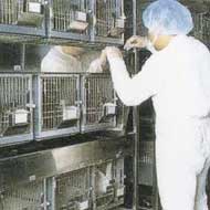 Laboratory animals
