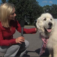 Dog with interviewer