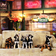 Six German shepherd puppies in Central Perk