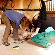 equine vets treating a horse