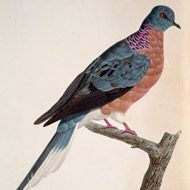 painting of a wood pigeon