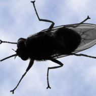 African tsetse fly