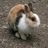 Lonely rabbit in a cage