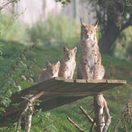 Lynx cubs in Highland Wildlife Park