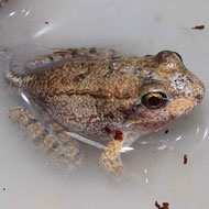 mountain chicken frogs