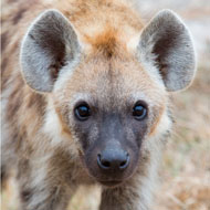 hyena