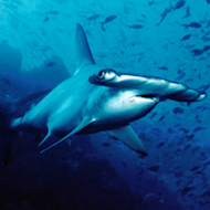 scalloped hammerhead shark