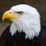 bald eagle