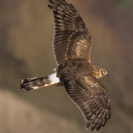 Hen harrier in flight