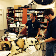 Dr. Bruce Christensen biopsies the uterus of an African painted Dog