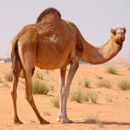 Camel in the desert