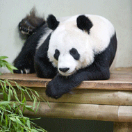 tian tian