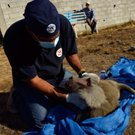 FOUR PAWS helping a surviving animal