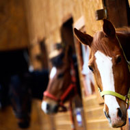 Horses in stable