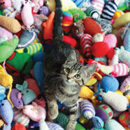 kitten with knitted mice