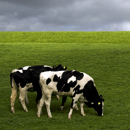 cows