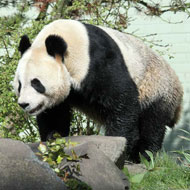 tian tian