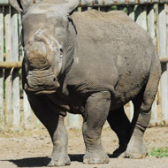 Northerh white rhino grazing 