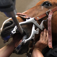 Horse dental care