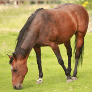 Horse grazing