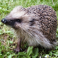 hedgehog