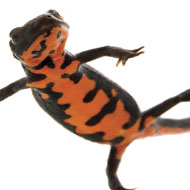 Chinese fire bellied newt