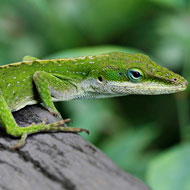 anolis lizard