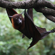 fruit bat in a tree