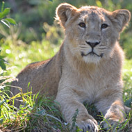 Asiatic lion