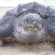 Leatherback turtle