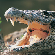 crocodile