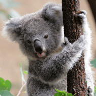 koala