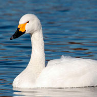 Bewick swan