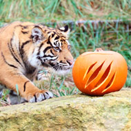 cub with pumpkin