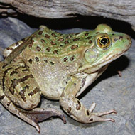 leopard frog