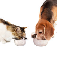 beagle and cat eating