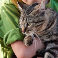 cat being cuddled