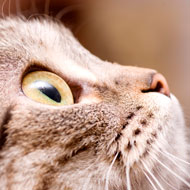 cat close up