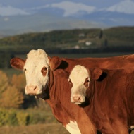 bovines