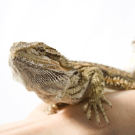 bearded dragon