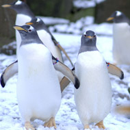 Gentoo penguins