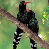 Pair of green woodhoopoes