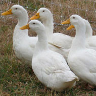 ducks