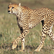 Cheetah