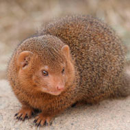 dwarf mongoose