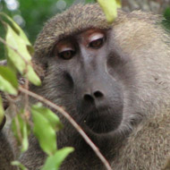 Baboon