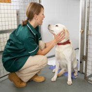 vet nurse in kennels