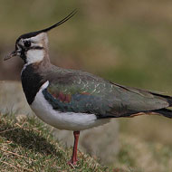 lapwing