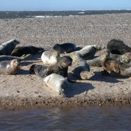Small seals